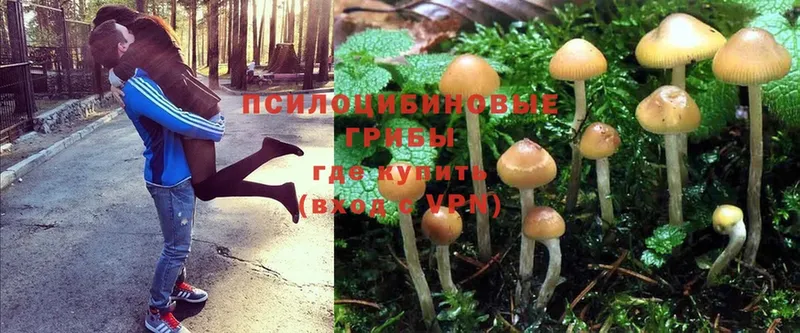 купить   blacksprut как зайти  Псилоцибиновые грибы MAGIC MUSHROOMS  Десногорск 